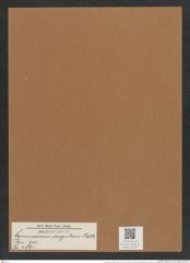 Coscinodiscus irregularis Rattr. (de-Toni-Nr.: Genus 202, Species 4861) Zeichnungen Sammlung Grunow Mappe 04707 (Herbarium_W_Grunow_drawings_Folder_04707)